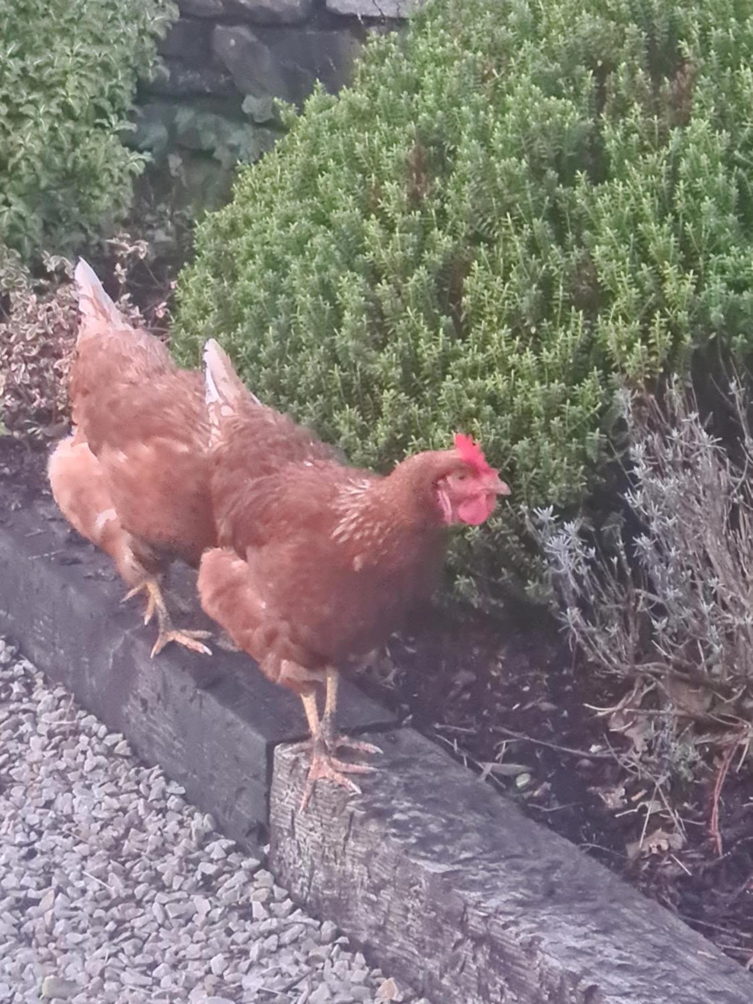 Ivy Lodge Letterkenny Ruang foto